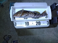 アイナメの釣果