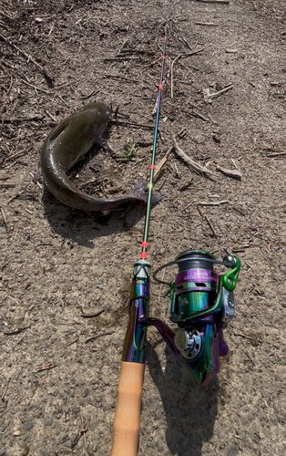 アメリカナマズの釣果