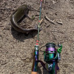 アメリカナマズ