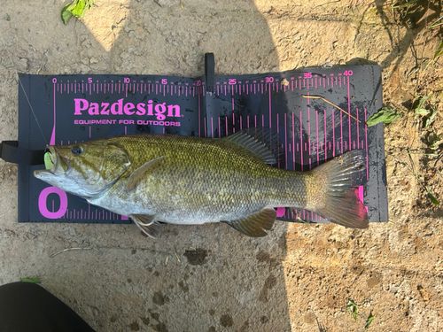 スモールマウスバスの釣果