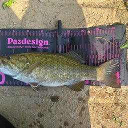 スモールマウスバス