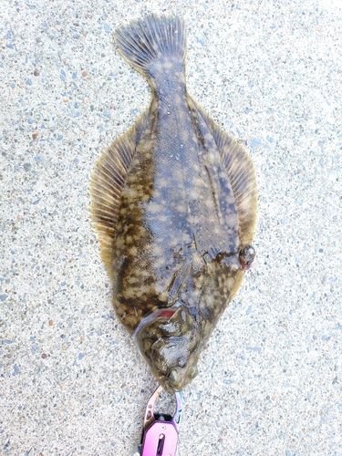 カレイの釣果