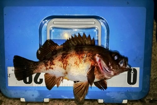 メバルの釣果