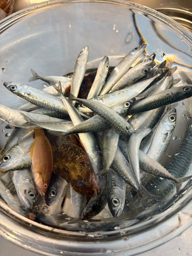 サバの釣果