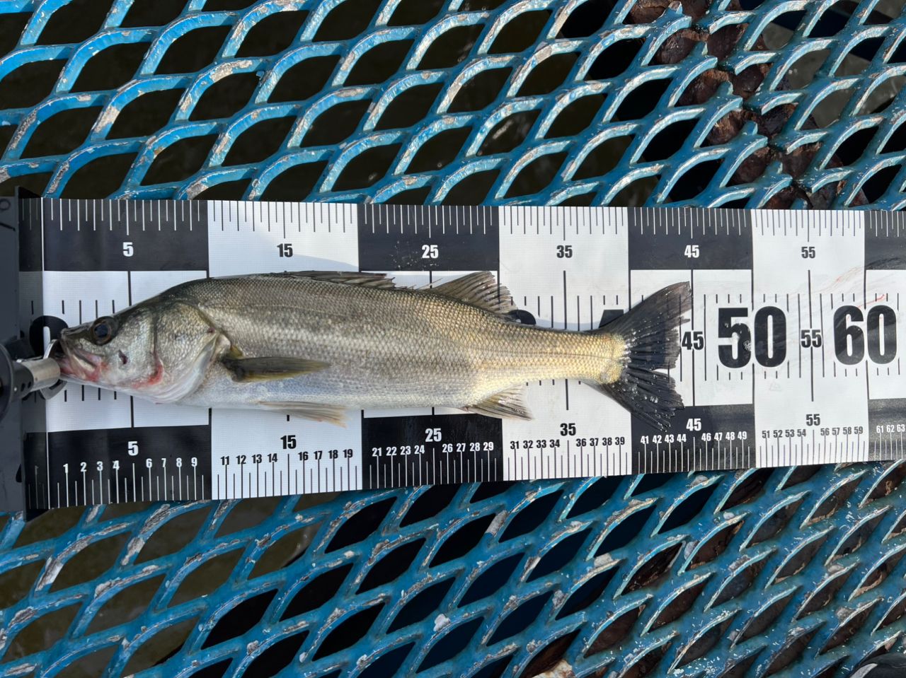 フッコ（マルスズキ）