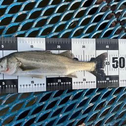 フッコ（マルスズキ）