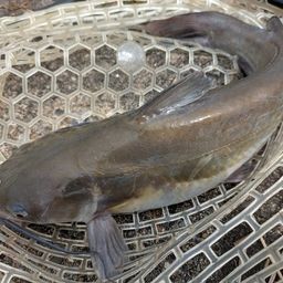 アメリカナマズ