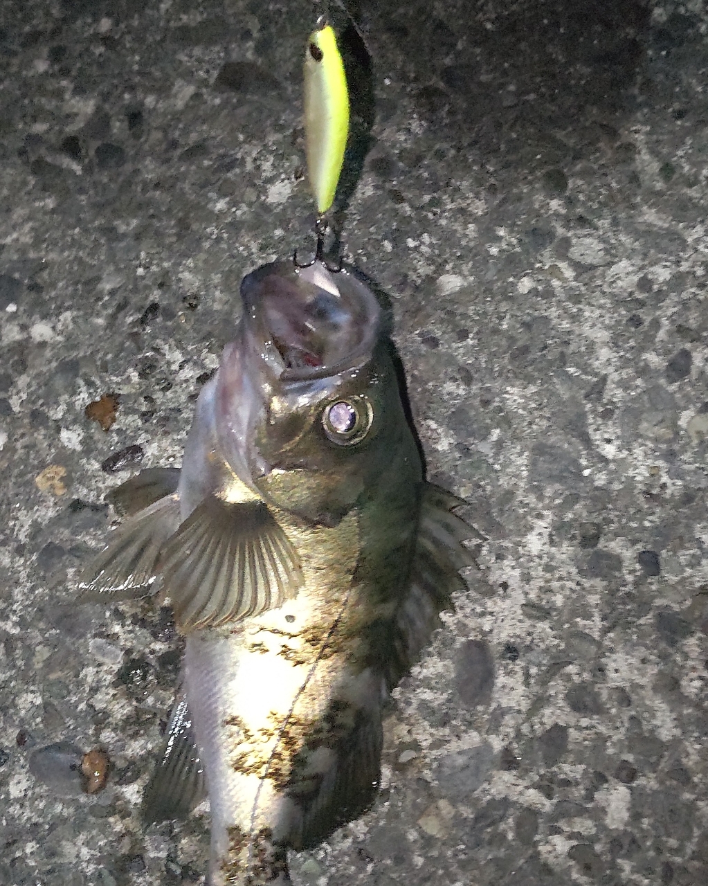 SHIMANO 19ソアレ BB アジング S610L-Sの最安値・インプレ・釣果