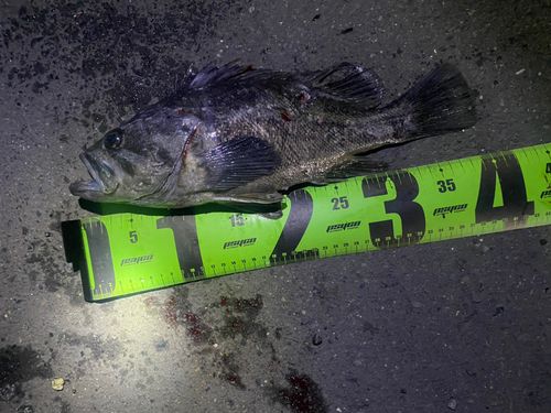 クロソイの釣果