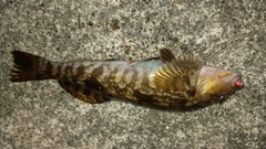 アイナメの釣果