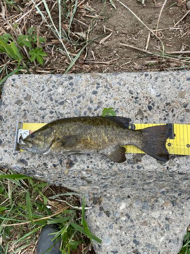 スモールマウスバスの釣果