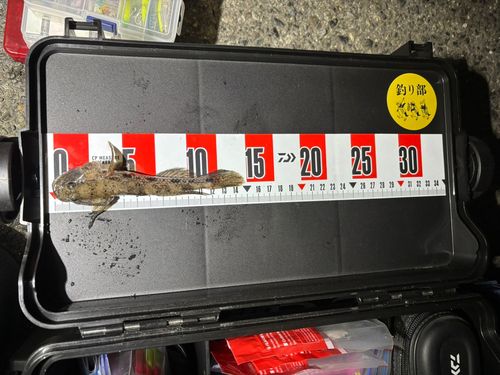 ハゼの釣果