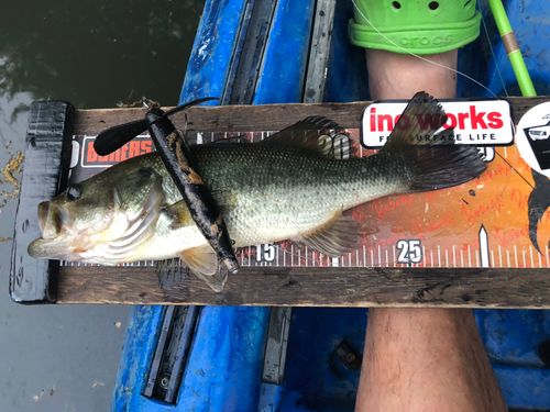 ブラックバスの釣果