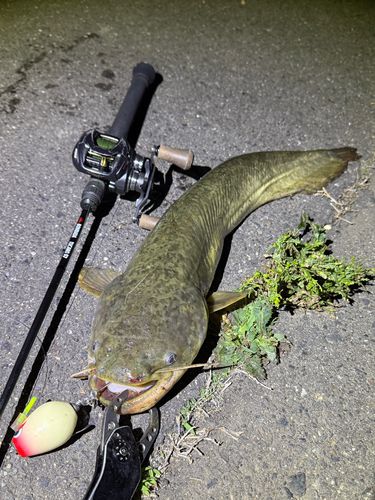 ナマズの釣果