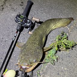 ナマズ