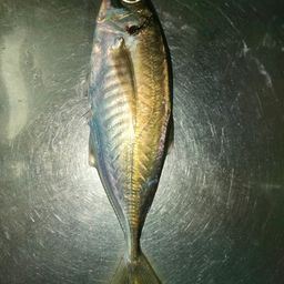 アジ