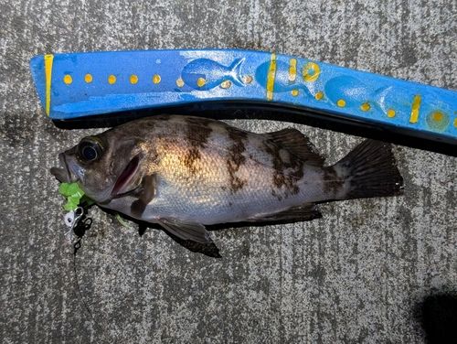 メバルの釣果