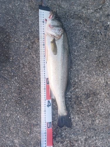 マダカ（ヒラスズキ）の釣果