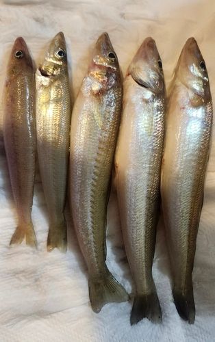 キスの釣果