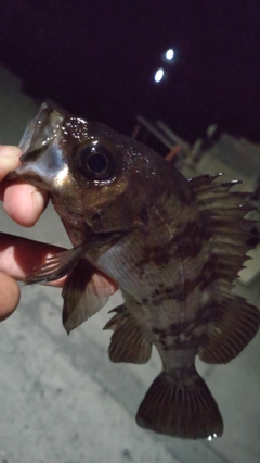 メバルの釣果