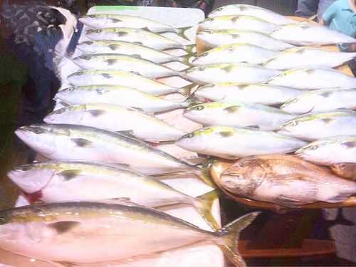 ブリの釣果