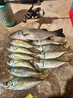 アジの釣果