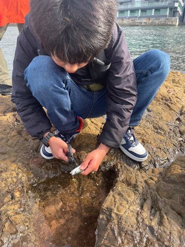 ゴマサバの釣果