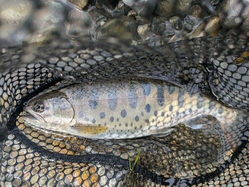 ヤマメの釣果