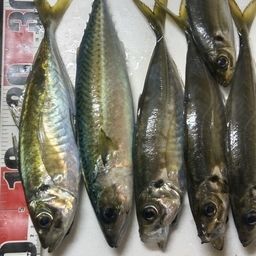 アジ