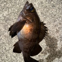 メバル