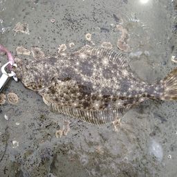 ヒラメ