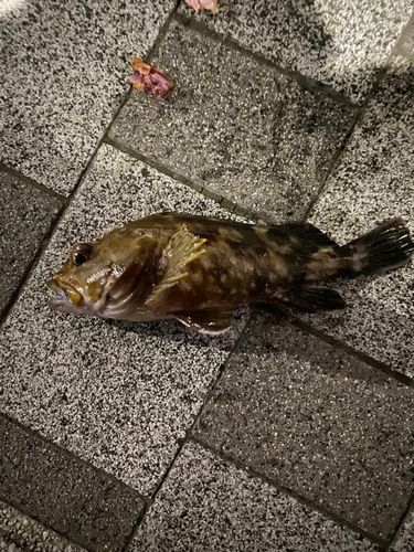 ムラソイの釣果