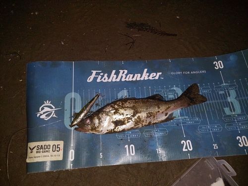 セイゴ（マルスズキ）の釣果