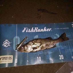 セイゴ（マルスズキ）