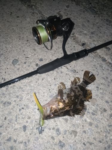 タケノコメバルの釣果