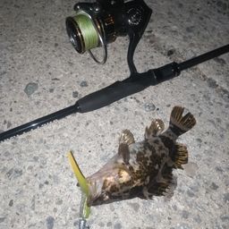 タケノコメバル