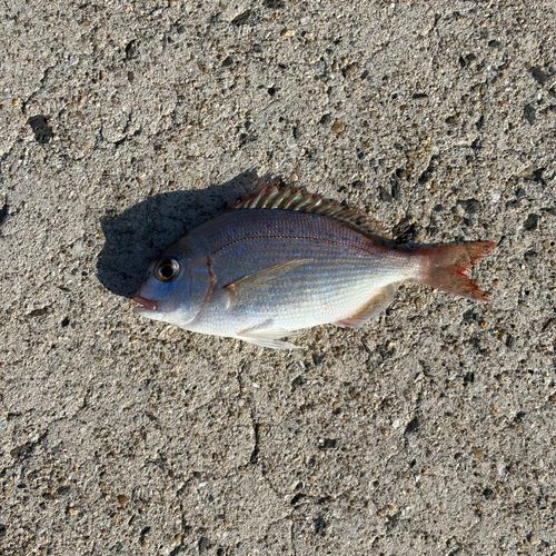 チャリコの釣果