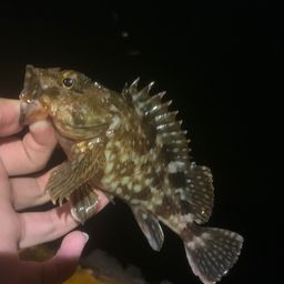 カサゴ