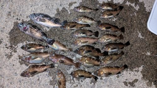 エゾメバルの釣果