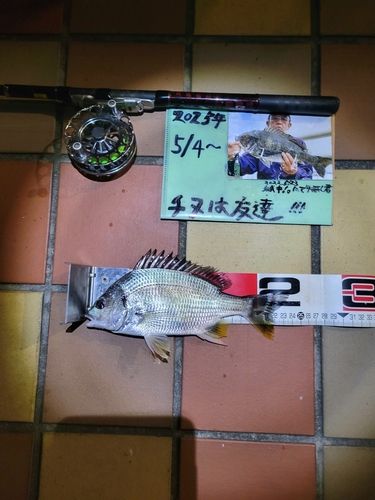 キチヌの釣果