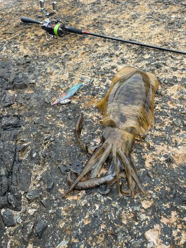アオリイカの釣果
