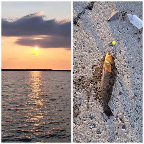 アイナメの釣果