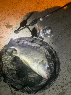 キビレの釣果