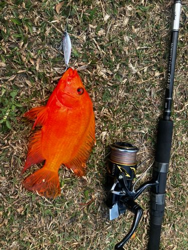 バラマンディの釣果