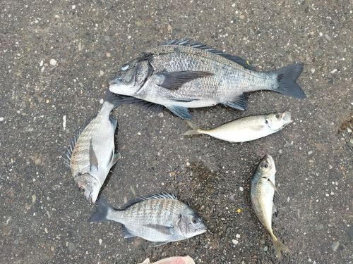 チヌの釣果