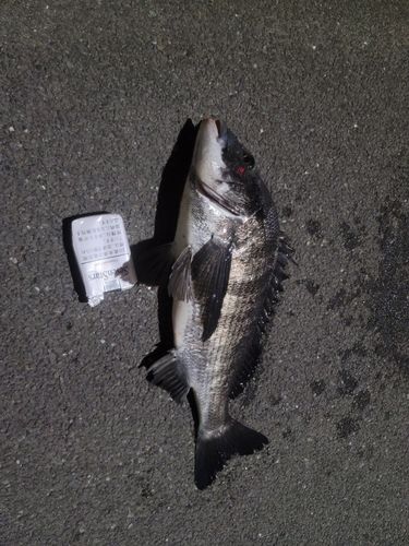 クロダイの釣果