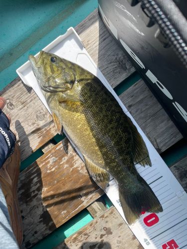 スモールマウスバスの釣果