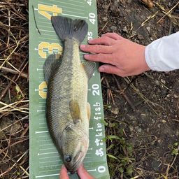 ラージマウスバス