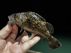クロソイの釣果