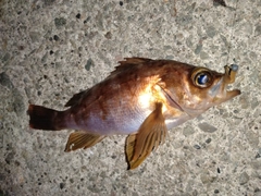 メバルの釣果